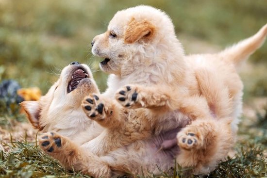 puppy playing